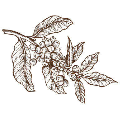 Coffee Plant
